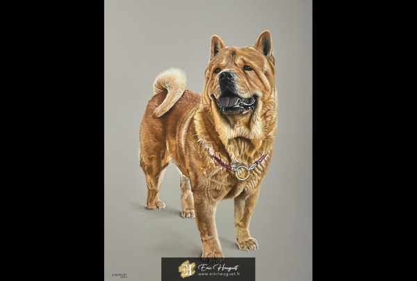 ''Malow'', Pastel sec (50 x 65 cm) sur papier Canson Mi-teinte Touch, œuvre d' Eric HEUGUET, artiste peintre, pastelliste. Justesse des proportions, beauté éclatante de Malow. La présence de l'animal est restituée avec une vérité absolue.