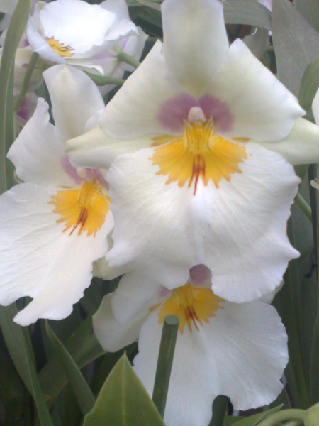 Jaune et blanc.