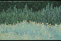 ''Un Tour à Vélo'' surface 300m² (vue partielle 1).œuvre murale de Catherine FEFF, artiste peintre muraliste. En trois approches horizontales, tout en nuances et tonalités complémentaires, la nature s'anime d'une vie intrinsèque par le talent de l'artiste