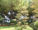 vue du Jardin japonais de Monaco